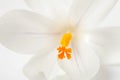 Macro of white Dutch spring crocus flower Royalty Free Stock Photo
