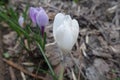 Macro of white flower of Crocus vernus Royalty Free Stock Photo