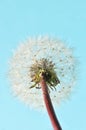 Macro White Flower Dandelion