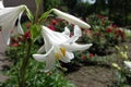 Macro of white flower of Lilium candidum in June Royalty Free Stock Photo