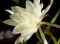 Big white flower of Queen of the Night Epiphyllum oxypetalum Royalty Free Stock Photo
