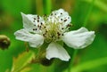 Macro white flower with stamens