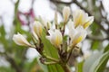 Macro white flower in thailand, Lan thom flower,Frangipani,Champa