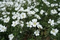 Macro of white flowers of Cerastium tomentosum in May Royalty Free Stock Photo