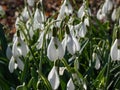 Pleated snowdrop (Galanthus plicatus) growing in the garden in bright sunlight in early spring with