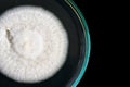 Macro Of White Fungi On Petri Dish Isolated On Black
