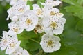 Macro of white hawthorn blossoms - Crataegus monogyna