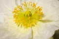 Macro White Iceland Poppy Bloom