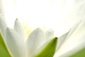 macro white lotus with soft focus