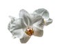 Macro of white phalaenopsis orchid flower Phalaenopsis, known as the Moth Orchid or Phal isolated on white background Royalty Free Stock Photo