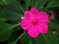 Macro white pink flower Impatiens walleriana ,busy lizzie lizzy ,balsam ,sultana ,simple impatiens ,new guinea plants with soft