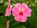 Macro white pink flower Impatiens walleriana ,busy lizzie lizzy ,balsam ,sultana ,simple impatiens ,new guinea plants with soft