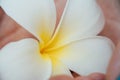 Macro White plumeria Flower on hand,