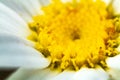 Macro white shasta daisy yellow center Royalty Free Stock Photo