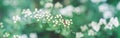 macro of white small wild apple flowers and buds on tree branches. Web banner header for website