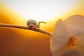 Closeup of small white spider misumena vatia on flower stem against sundown Royalty Free Stock Photo