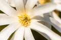 Macro of a white star magnolia Royalty Free Stock Photo