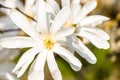 Macro of a white star magnolia Royalty Free Stock Photo