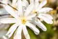 Macro of a white star magnolia