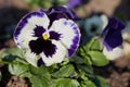 Macro of a white violet pansy in the sunshine