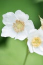 Macro white wildflowers