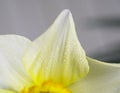 Macro of a white yellow daffodil 2 with dew drop on petals