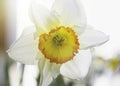Macro of a white yellow daffodil 2