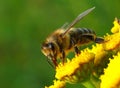 Beautiful detail with pollinating bee. Royalty Free Stock Photo