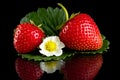 Macro whole strawberries with leaf and flower isolated on black Royalty Free Stock Photo