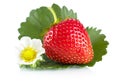 Macro whole strawberries with leaf and flower isolated on white Royalty Free Stock Photo