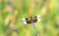 Macro of a Widow Skimmer Dragonfly Libellula luctuosa Perched