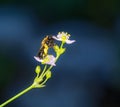 Macro of a wild bee on a water plantain blossom Royalty Free Stock Photo