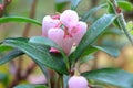 Macro of wild cranberry blossoms in the spring Royalty Free Stock Photo