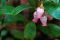 Macro of wild cranberry blossoms in the spring Royalty Free Stock Photo