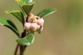 Macro of wild cranberry blossoms in the spring Royalty Free Stock Photo