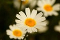 Macro of wild daisies in the field Royalty Free Stock Photo