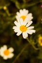 Macro of wild daisies in the field Royalty Free Stock Photo