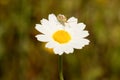 Macro of wild daisies in the field Royalty Free Stock Photo