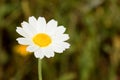 Macro of wild daisies in the field Royalty Free Stock Photo