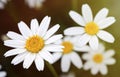 Macro of wild daisies in the field Royalty Free Stock Photo