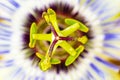 Macro of Wild Flower Insides from the Northwest Pacific of USA