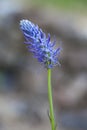 Macro of a wild flower : Phyteuma spicatum