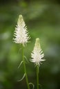 Macro of a wild flower : Phyteuma spicatum