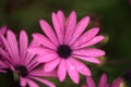 Macro of wild flowers Royalty Free Stock Photo