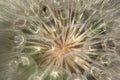 Macro of wild golden dandelion