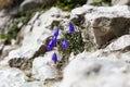 A small mountain purple flower. Royalty Free Stock Photo