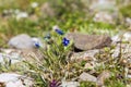 Macro of a wild mountain flower