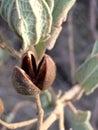 Open bark of a seed.