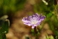 Macro wild purple flower grow in sunny garden