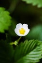 Macro of wild strawberry flower